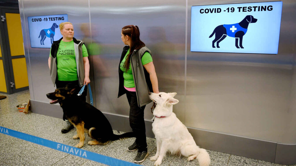 Finlandia-Coronavirus-Enfermedades_infecciosas-Infecciones-Perros-Europa_523210179_160845237_1706x960.jpg