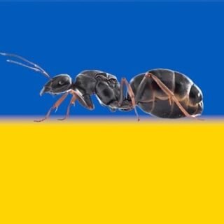 hormiga