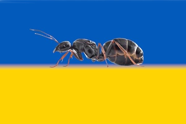 hormiga